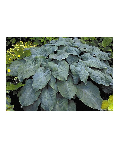 Hosta 'Blue Angel' - Funkia
