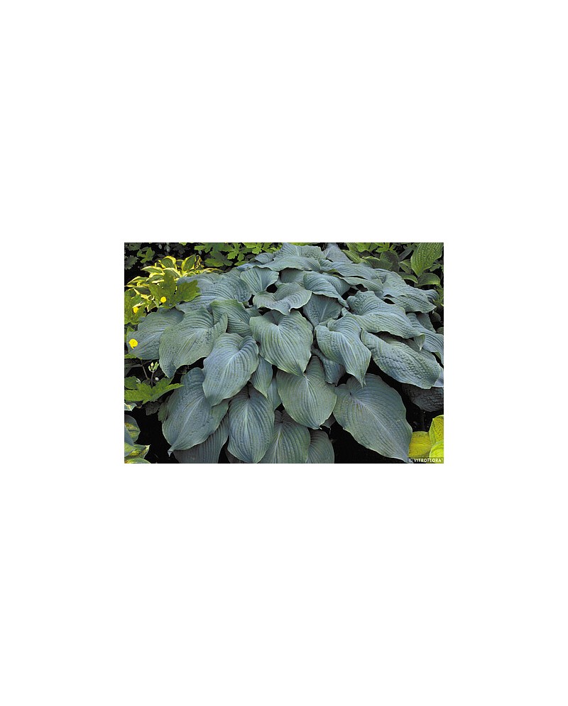 Hosta 'Blue Angel' - Funkia
