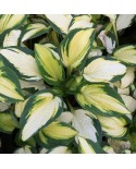 Hosta 'Georgia Sweetheart' - Funkia
