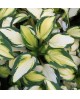 Hosta 'Georgia Sweetheart' - Funkia
