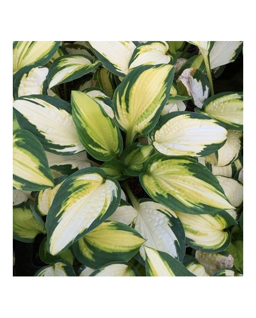 Hosta 'Georgia Sweetheart' - Funkia