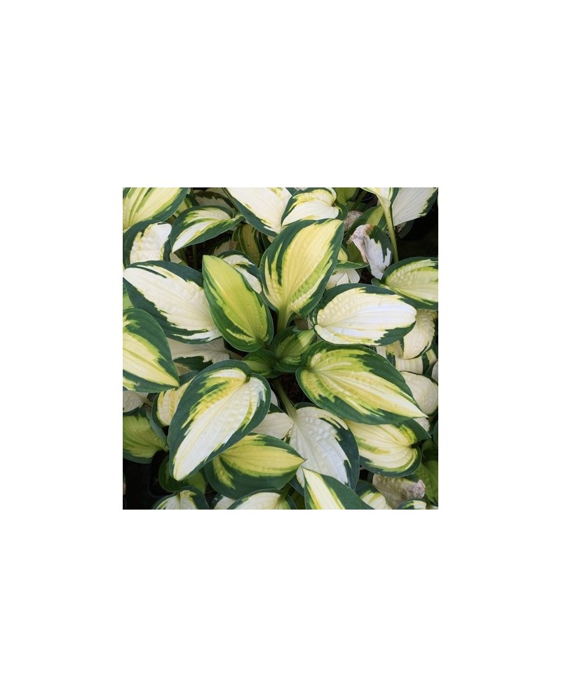 Hosta 'Georgia Sweetheart' - Funkia