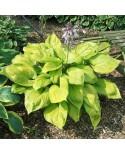 Hosta 'Sum and Substance' - Funkia
