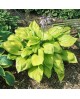 Hosta 'Sum and Substance' - Funkia