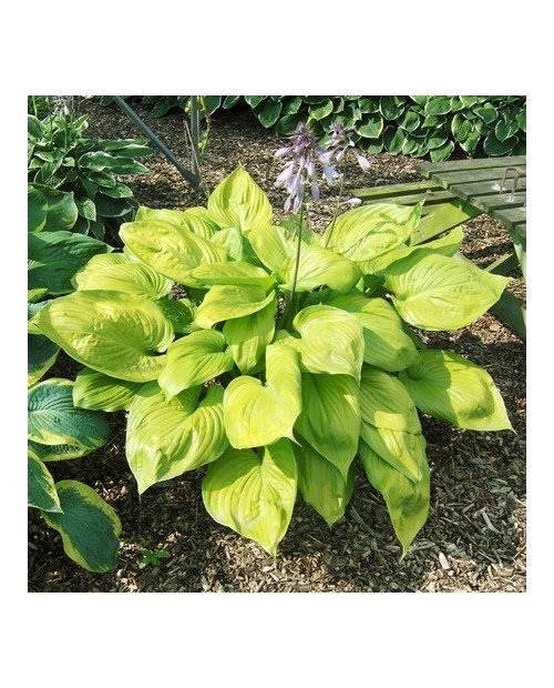 Hosta 'Sum and Substance' - Funkia