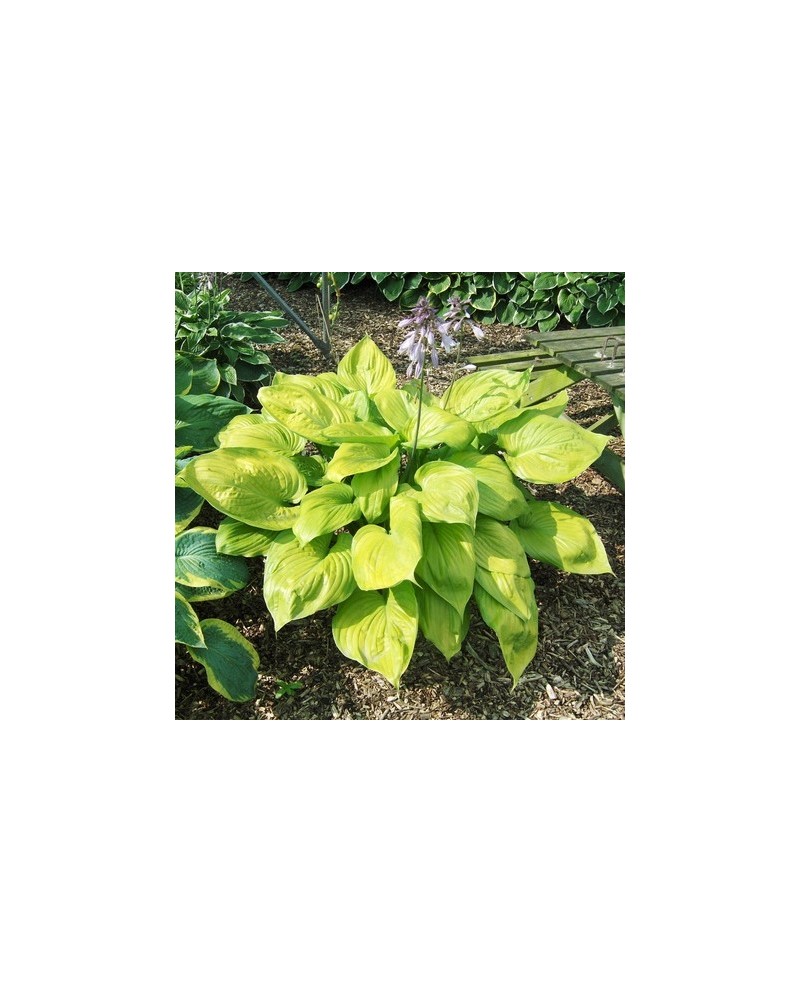 Hosta 'Sum and Substance' - Funkia