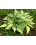 Hosta 'June' - Funkia