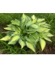 Hosta 'June' - Funkia