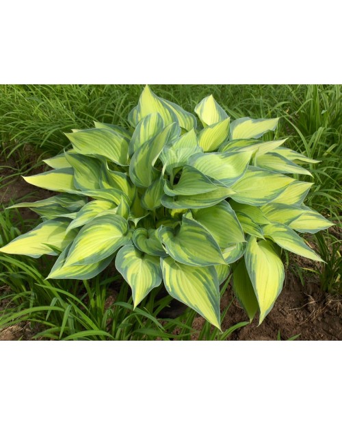 Hosta 'June' - Funkia