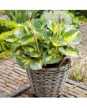 Hosta 'Beach Boy' - Funkia