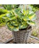 Hosta 'Beach Boy' - Funkia