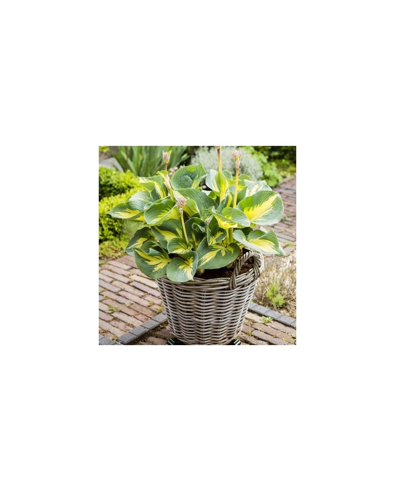 Hosta 'Beach Boy' - Funkia