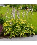 Hosta 'Atlantis' - Funkia