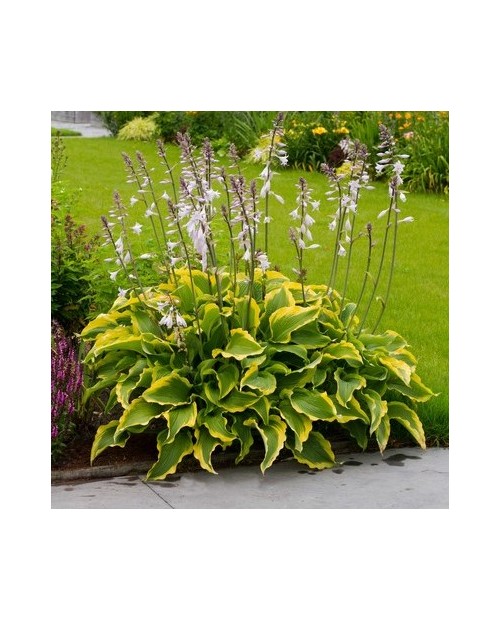 Hosta 'Atlantis' - Funkia