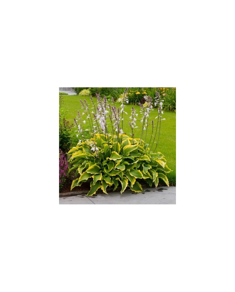Hosta 'Atlantis' - Funkia