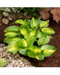 Hosta 'Emerald Charger' - Funkia