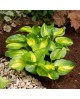 Hosta 'Emerald Charger' - Funkia