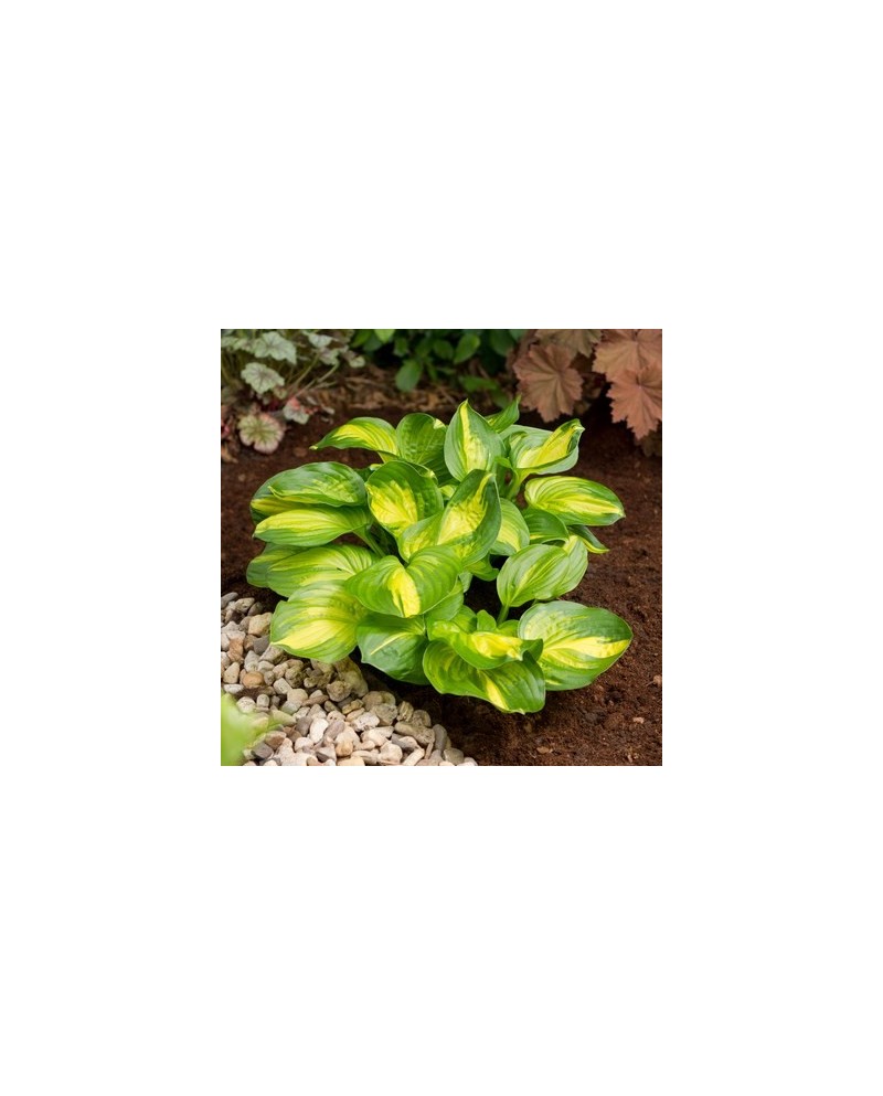 Hosta 'Emerald Charger' - Funkia