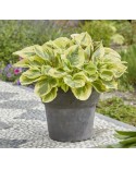 Hosta 'Paisley Border' - Funkia
