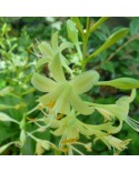 Hosta 'Miracle Lemony' - Funkia