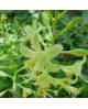 Hosta 'Miracle Lemony' - Funkia