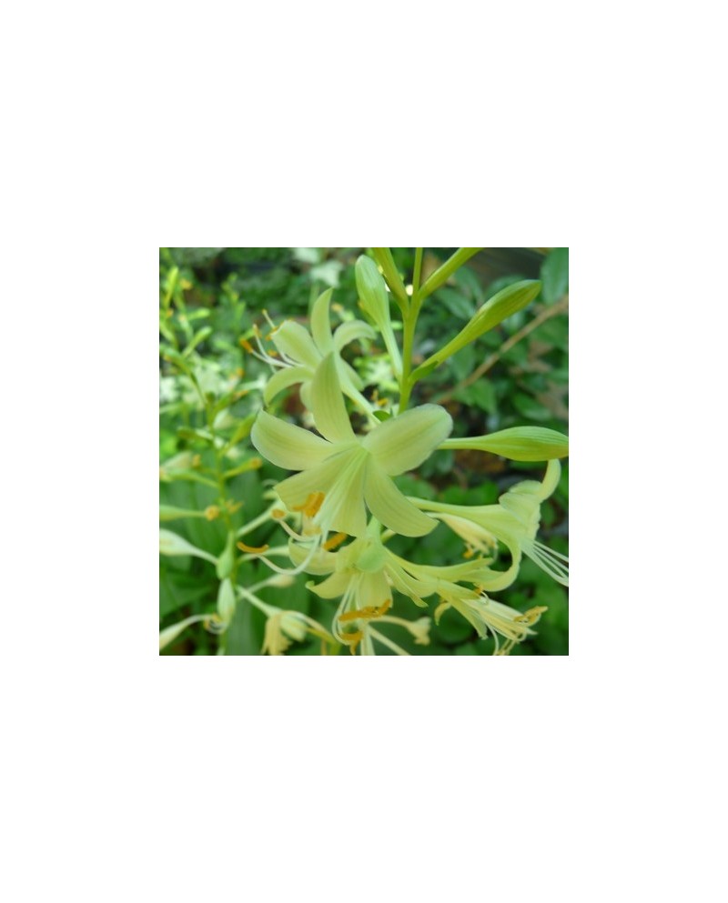 Hosta 'Miracle Lemony' - Funkia