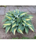 Hosta 'Catherine' - Funkia