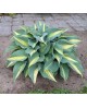 Hosta 'Catherine' - Funkia