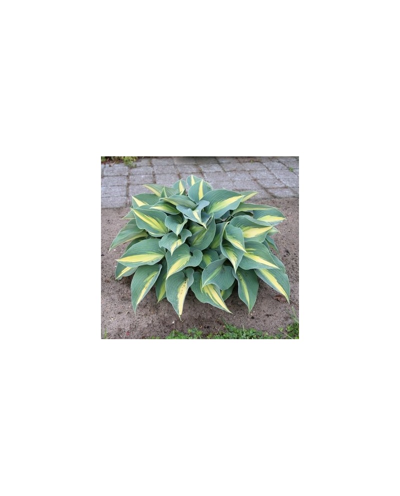 Hosta 'Catherine' - Funkia