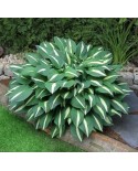 Hosta 'Risky Business' - Funkia