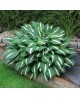 Hosta 'Risky Busines' - Funkia