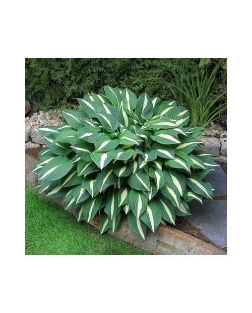 Hosta 'Risky Busines' - Funkia