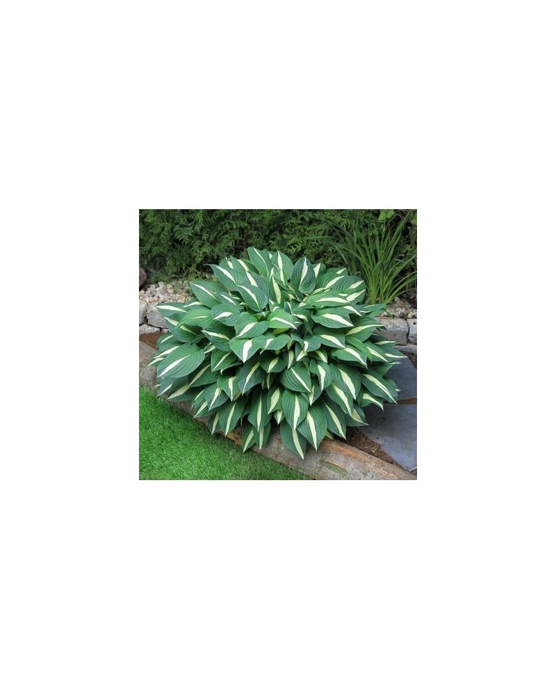 Hosta 'Risky Busines' - Funkia