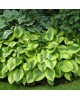 Hosta 'Moon Split' - Funkia