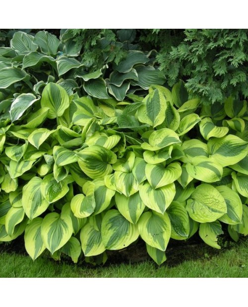 Hosta 'Moon Split' - Funkia