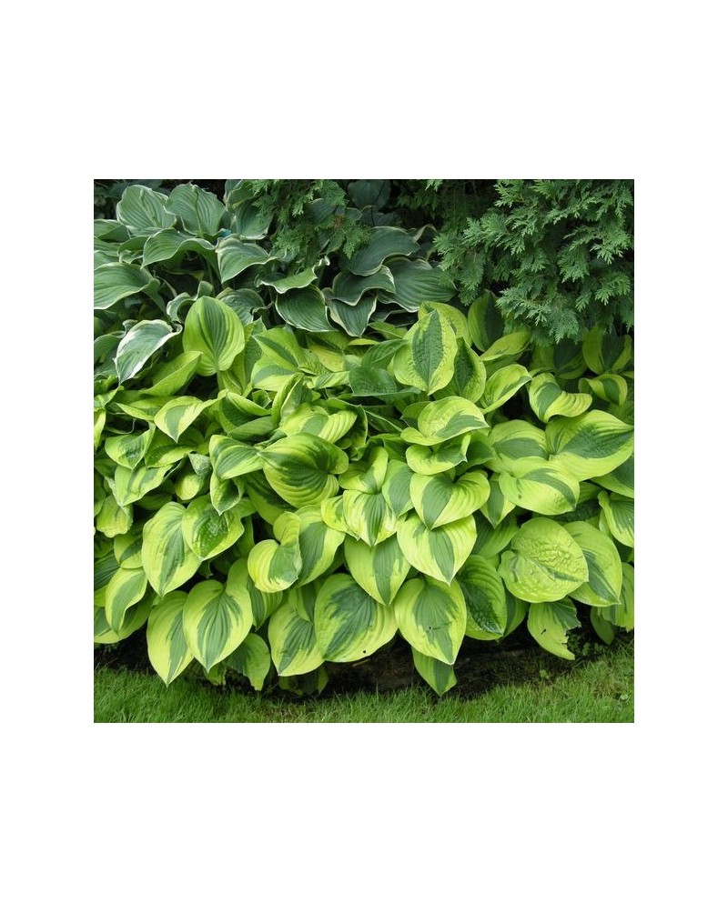 Hosta 'Moon Split' - Funkia