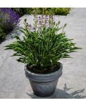 Hosta 'Praying Hands' - Funkia