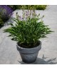 Hosta 'Praying Hands' - Funkia