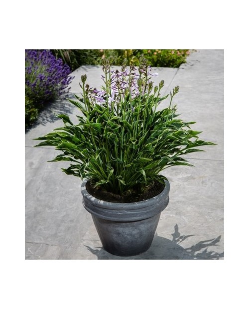 Hosta 'Praying Hands' - Funkia