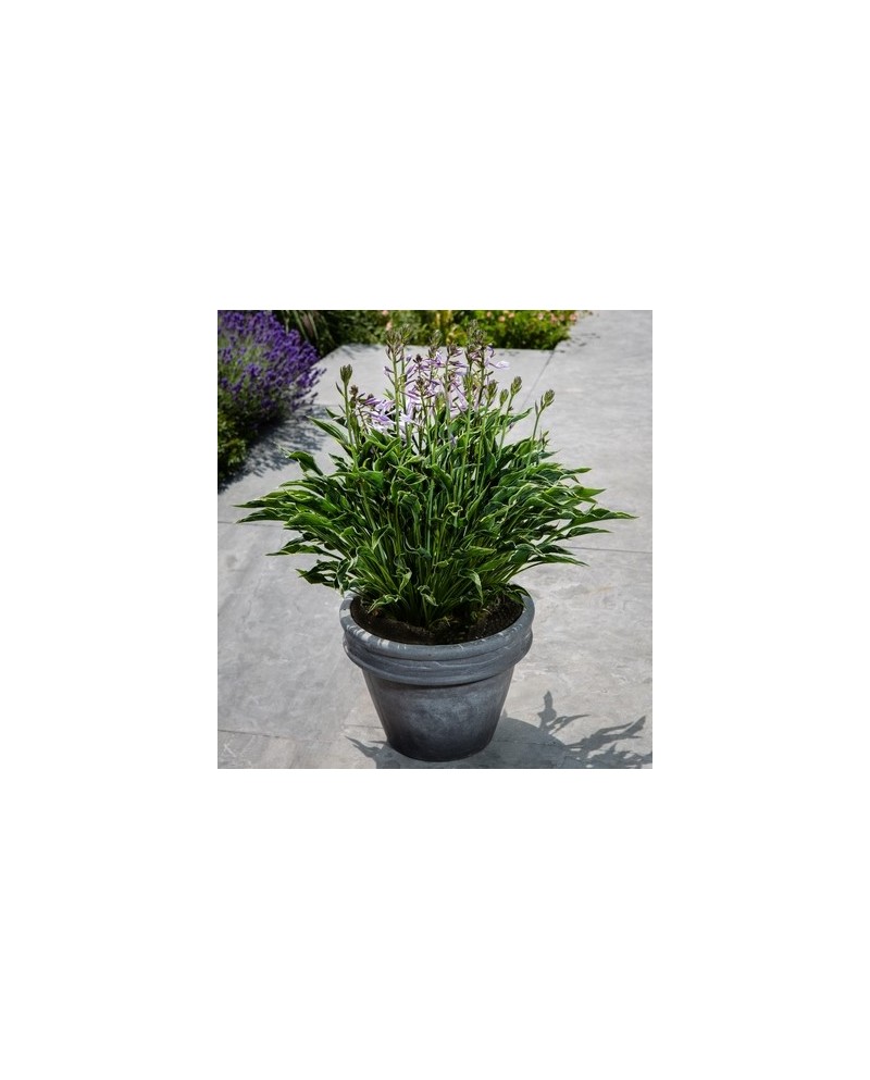 Hosta 'Praying Hands' - Funkia