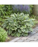 Hosta 'Francee' - Funkia