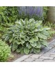 Hosta 'Francee' - Funkia