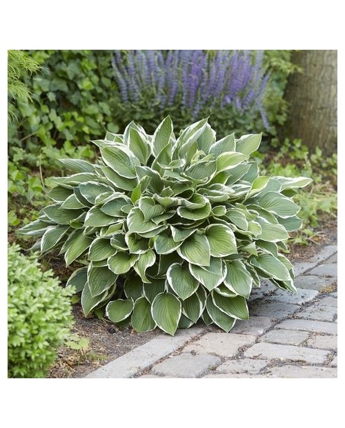Hosta 'Francee' - Funkia