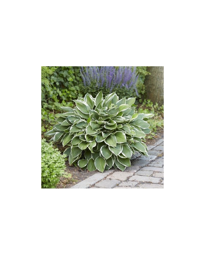 Hosta 'Francee' - Funkia