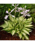 Hosta 'Revolution' - Funkia
