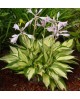 Hosta 'Revolution' - Funkia