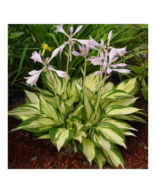 Hosta 'Revolution' - Funkia