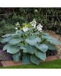 Hosta 'Bressingham Blue' - Funkia