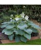 Hosta 'Bressingham Blue' - Funkia