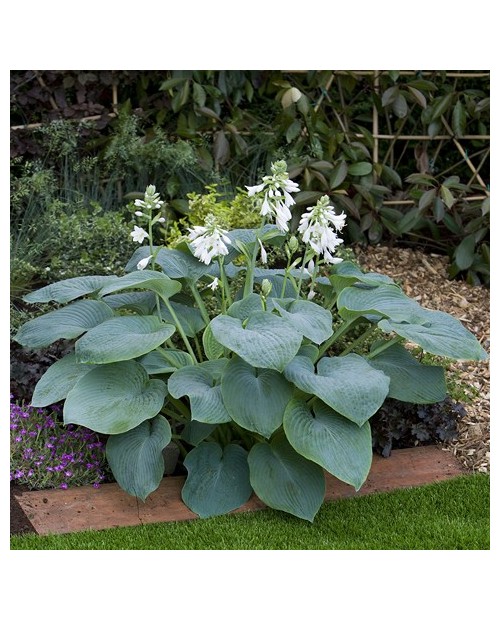 Hosta 'Bressingham Blue' - Funkia